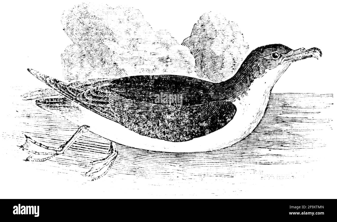 Un uccello inciso da Thomas Bewick da 'la storia degli uccelli britannici' di Foto Stock