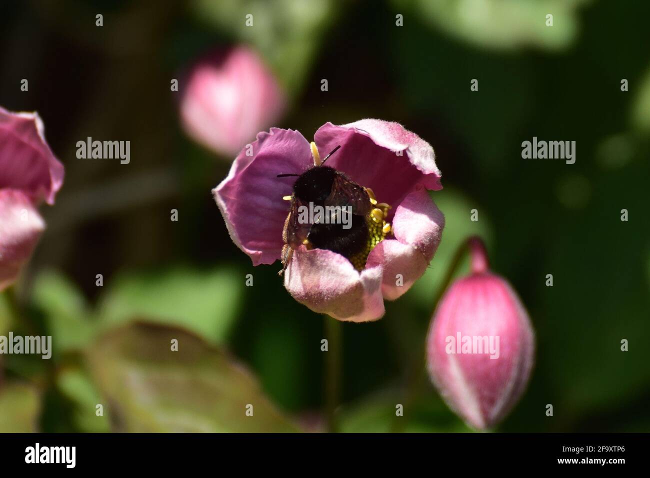 Una femmina Hairy-footed Flower Bee (Anthophora piombes) che estrae il polline da un singolo tulipano tardivo in un giardino murato, Inghilterra. Foto Stock