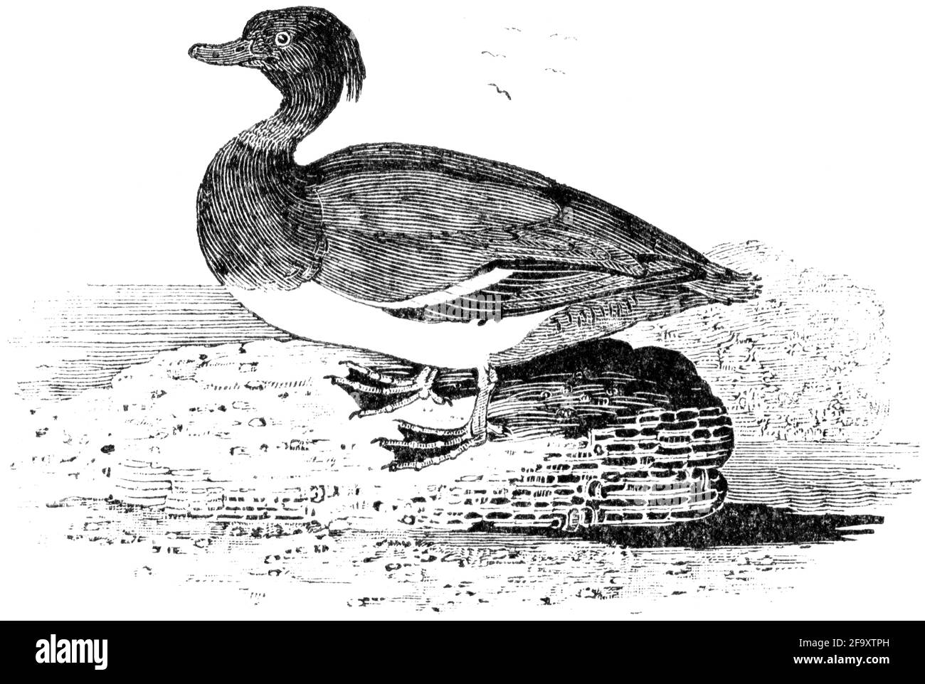 Un uccello inciso da Thomas Bewick da 'la storia degli uccelli britannici' di Foto Stock