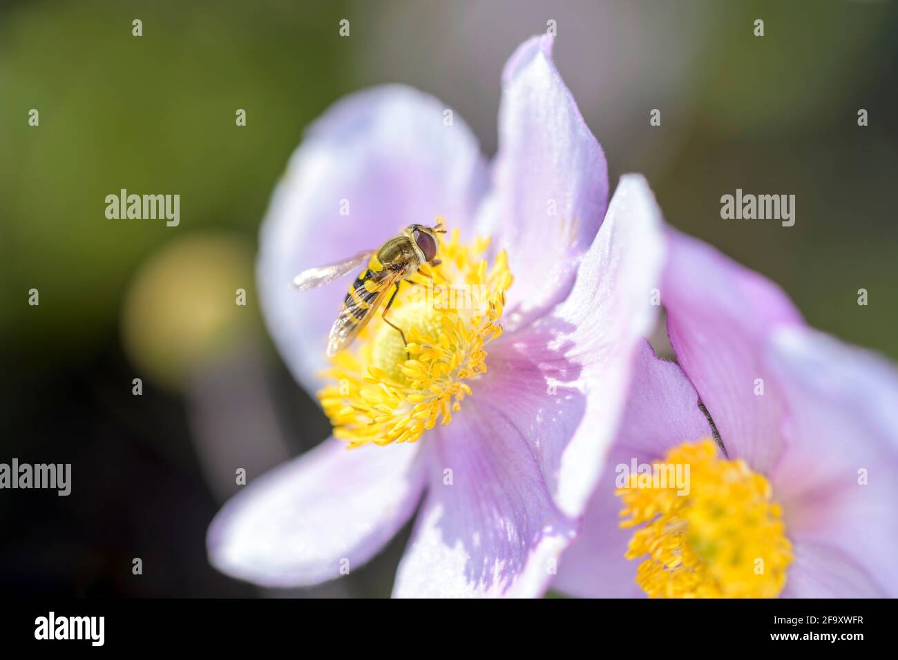 Syrphus ribesii - Hoverfly, che riposa su un fiore dell'anemone d'autunno giapponese - Anemone hupehensis Foto Stock
