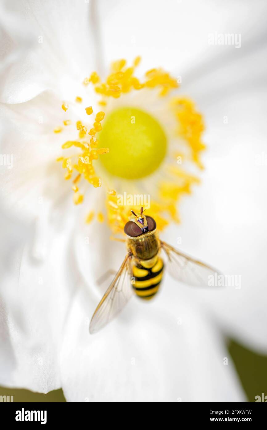 Syrphus ribesii - Hoverfly, che riposa su un fiore dell'anemone d'autunno giapponese - Anemone hupehensis Foto Stock