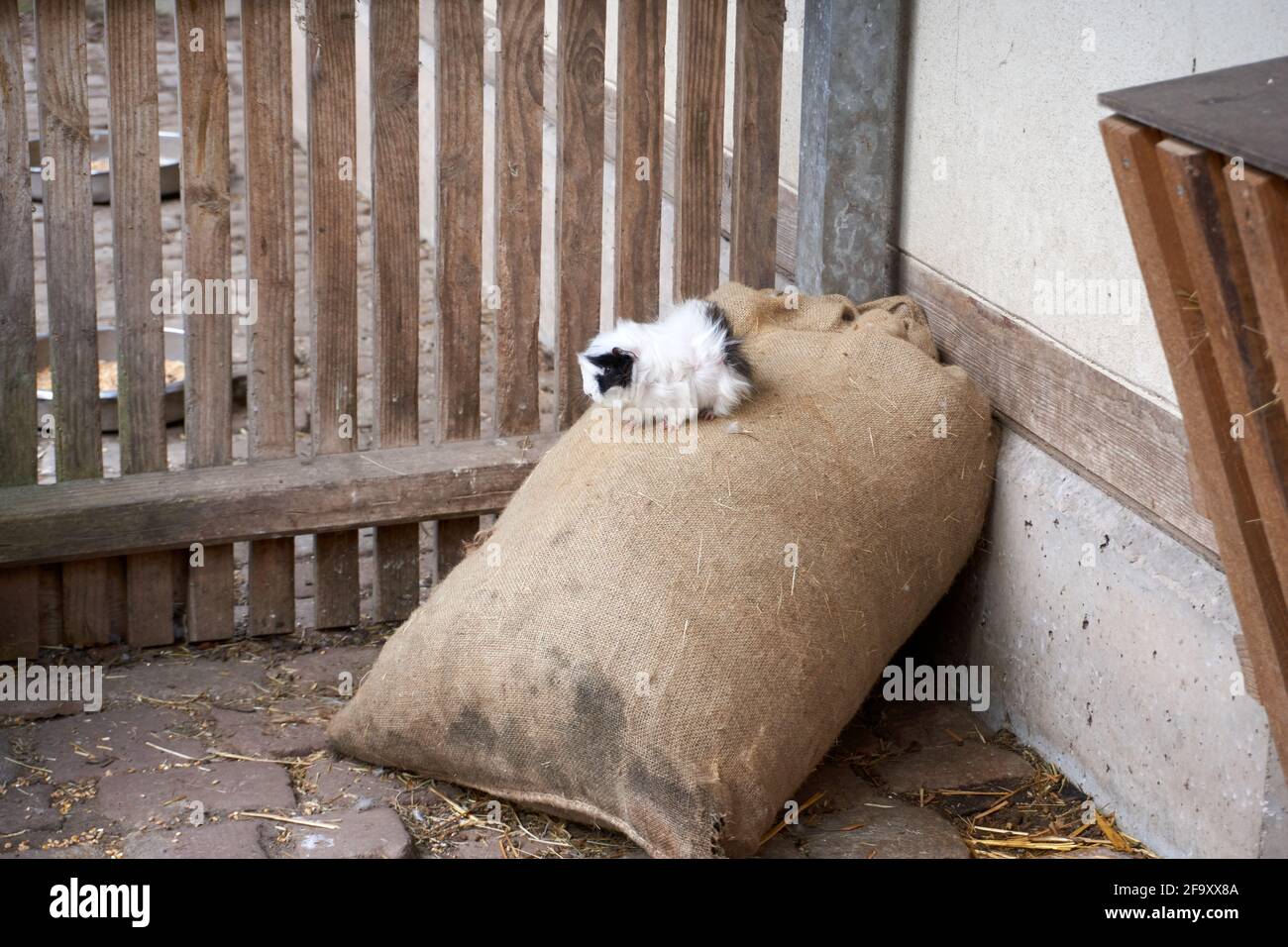 Cavia bianca e nera su un sacchetto di cereali Foto Stock