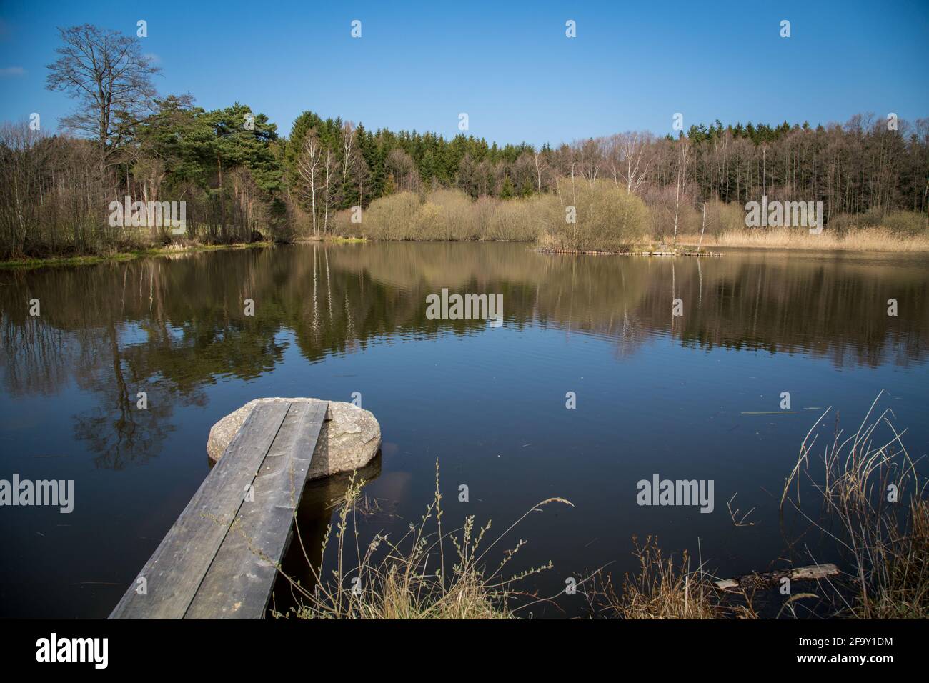 Laghetto di carpe nel Waldviertel, Austria, Europa in una soleggiata giornata di primavera Foto Stock