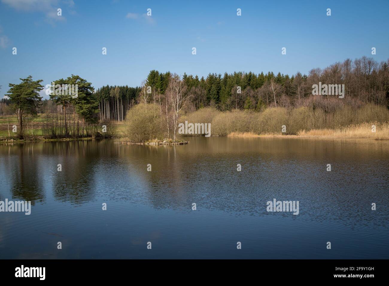 Laghetto di carpe nel Waldviertel, Austria, Europa in una soleggiata giornata di primavera Foto Stock