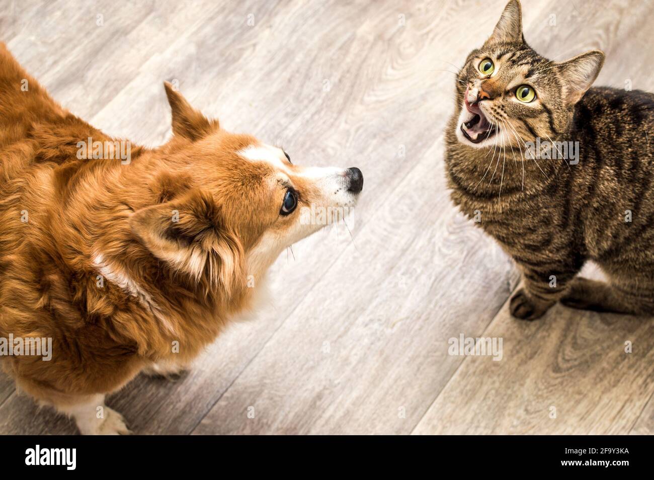Ritratto di un gatto e di un cane nelle vicinanze. Primo piano Foto Stock