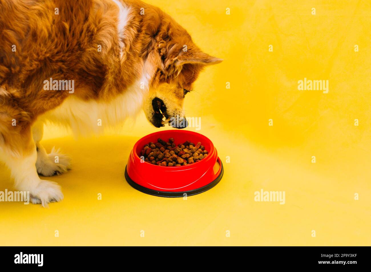 il cane mangia cibo secco da una ciotola rossa. Concetto di cibo per cani Foto Stock