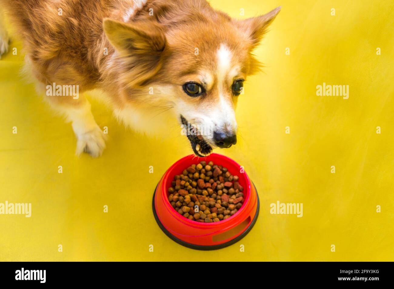 il cane mangia cibo secco da una ciotola rossa. Concetto di cibo per cani Foto Stock