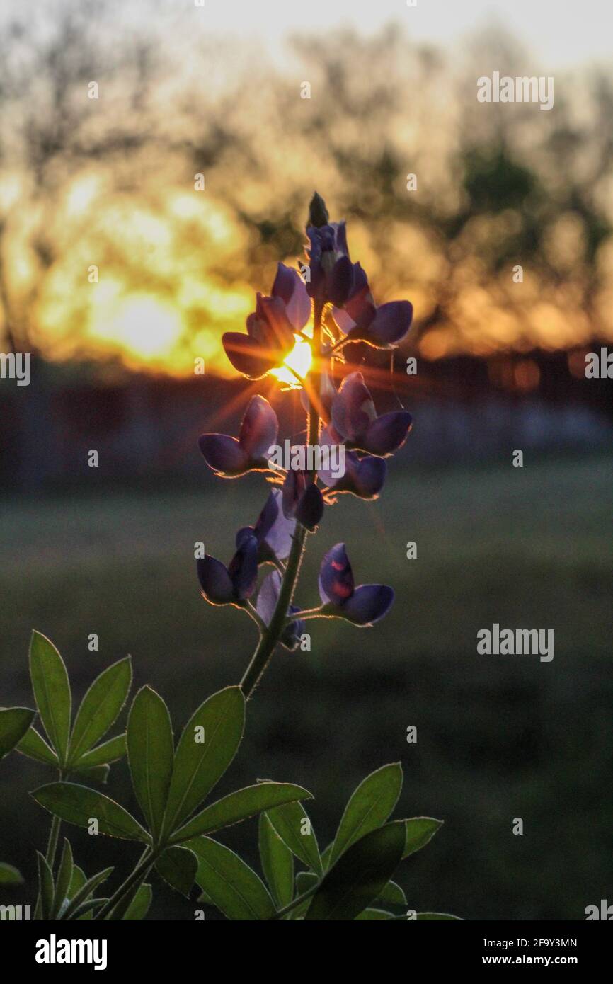 Bluebonnet, fiore dello stato del Texas, retroilluminato dal sole che tramonta Foto Stock