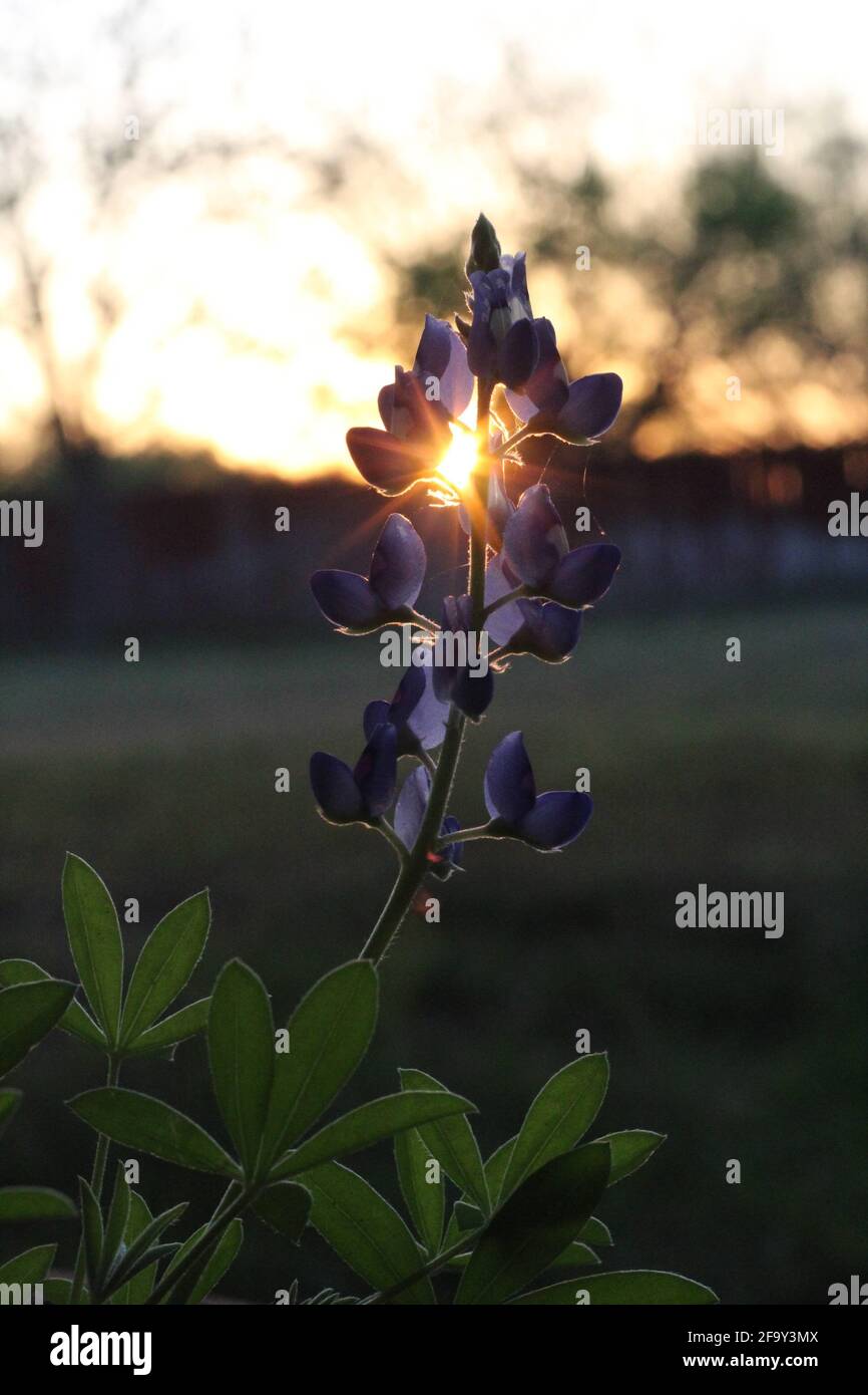 Bluebonnet, fiore dello stato del Texas, retroilluminato dal sole che tramonta Foto Stock