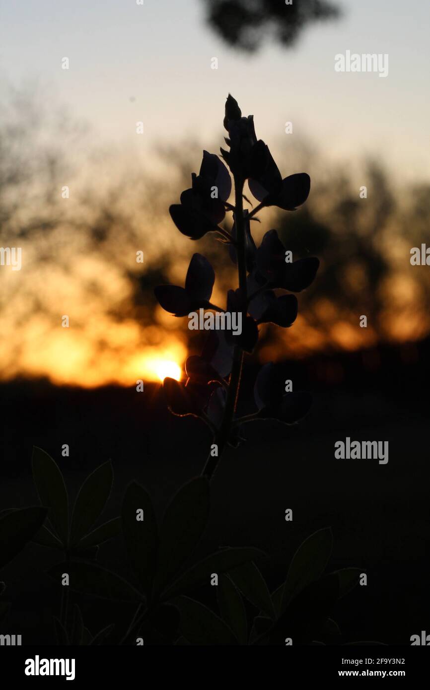Bluebonnet, fiore dello stato del Texas, retroilluminato dal sole che tramonta Foto Stock
