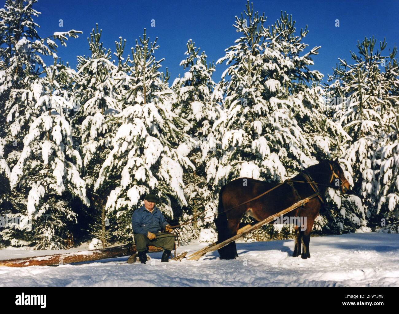 Un uomo con il suo cavallo da lavoro nel bosco. Foto Stock