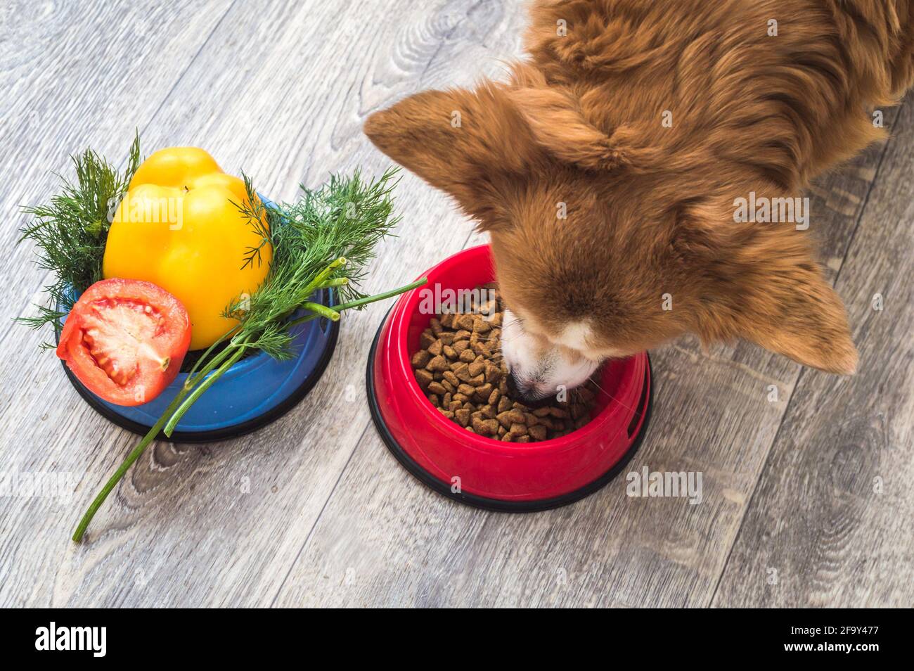 il cane mangia cibo secco. Accanto ad essa si trova una ciotola di verdure fresche. Concetto di cibo per cani Foto Stock