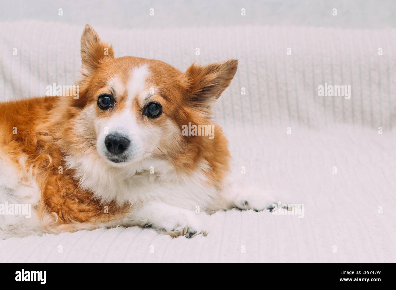 Ritratto di un cane zenzero in primo piano su uno sfondo chiaro Foto Stock