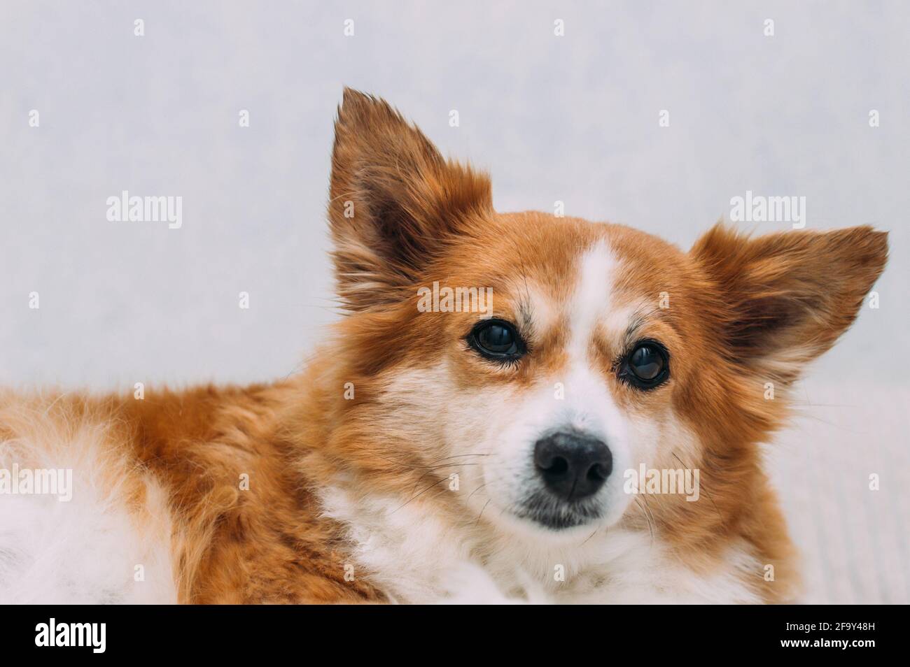 Muso di un cane zenzero da vicino Foto Stock