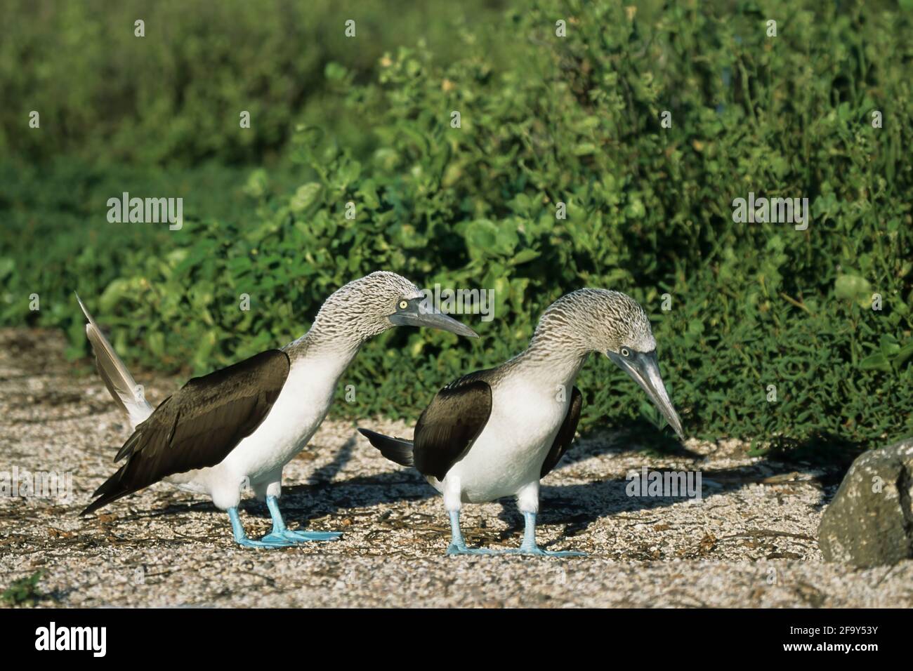 Courtship booby a piedi blu danza Sula nebouxii Nord Seymour Isole Galapagos BI004350 Foto Stock