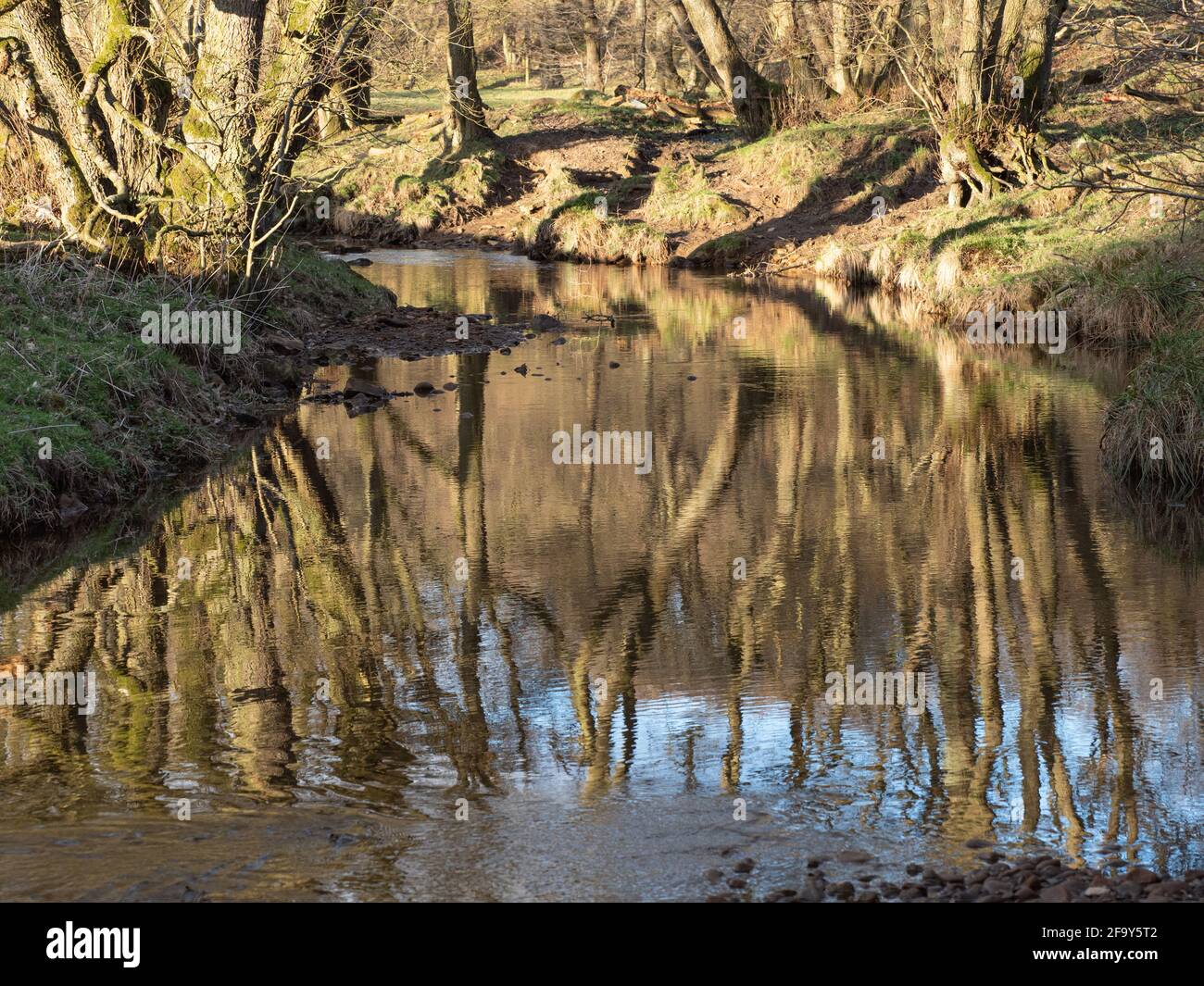 Riflessioni Woodland in un ruscello. Foto Stock