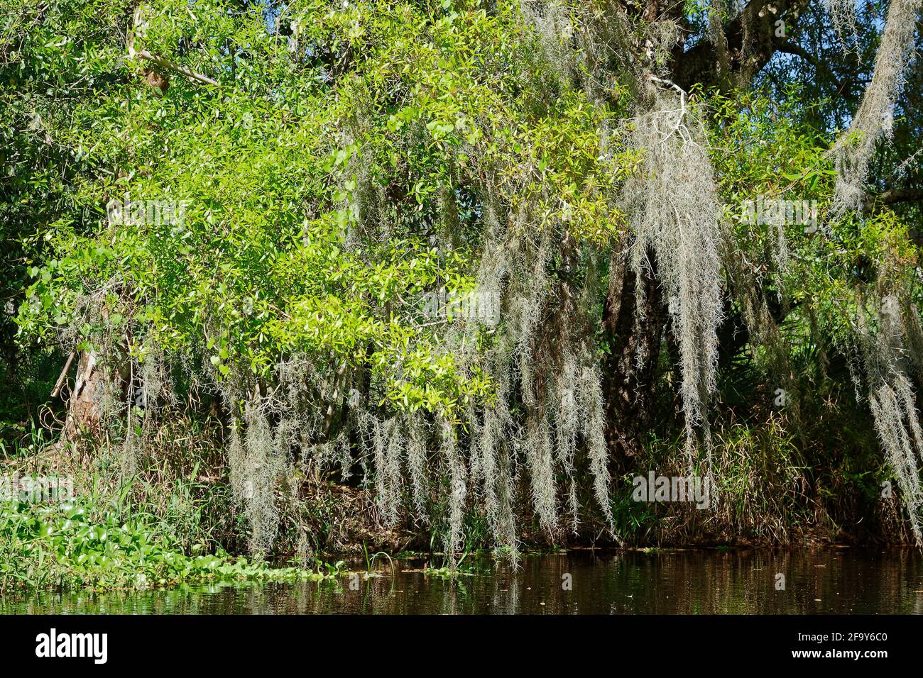 Alberi, crescita primaverile, foglie verdi luminose, muschio spagnolo, epifite, Natura, Zipper Canal, stretto canale, collega 2 laghi, lago Kissimmee state Park, Foto Stock