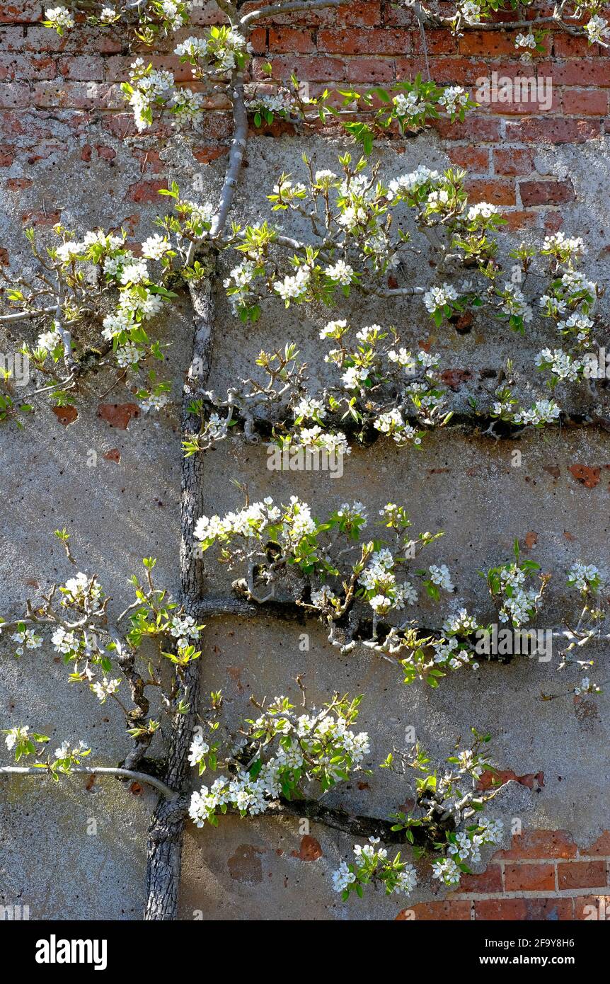 fiore bianco sull'albero di mela inglese di espalier sulla parete vecchia del giardino di mattone, norfolk, inghilterra Foto Stock