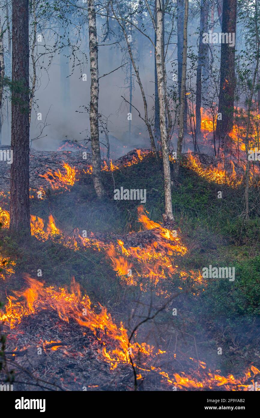 Combustione controllata in boschi - progetto LifeTaiga - sulla penisola di Öby all'interno del Parco Nazionale di Färnebofjärden Foto: OLA Jennersten / TT / code 2754 Foto Stock