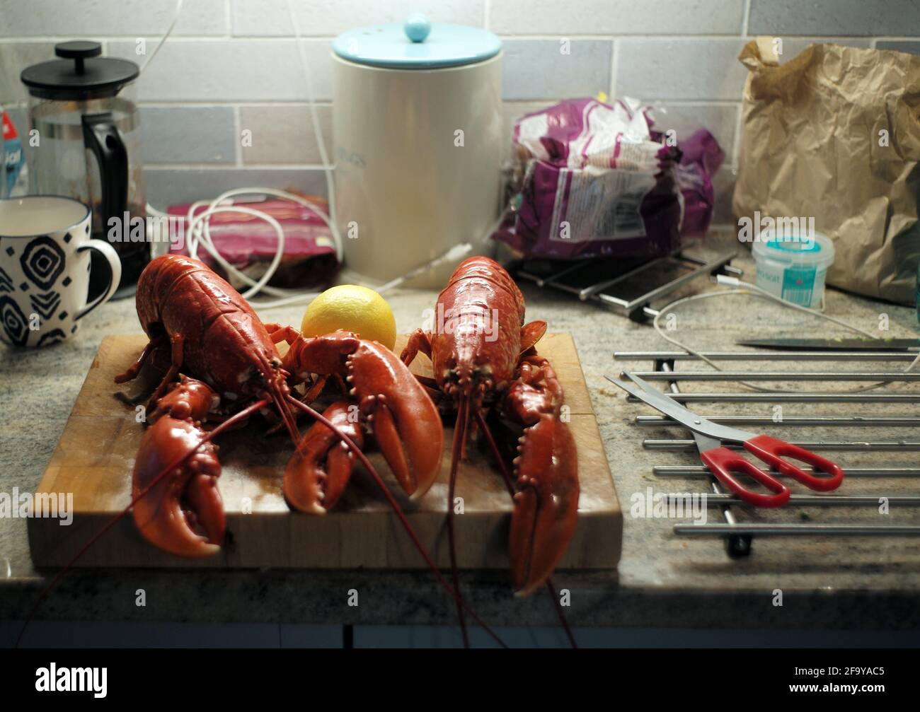 Due aragoste sono pronte per essere preparate per un pasto nella cucina di un cottage di vacanza a Portscatho, Cornovaglia, Gran Bretagna 11 luglio 2020. Foto John Voos Foto Stock