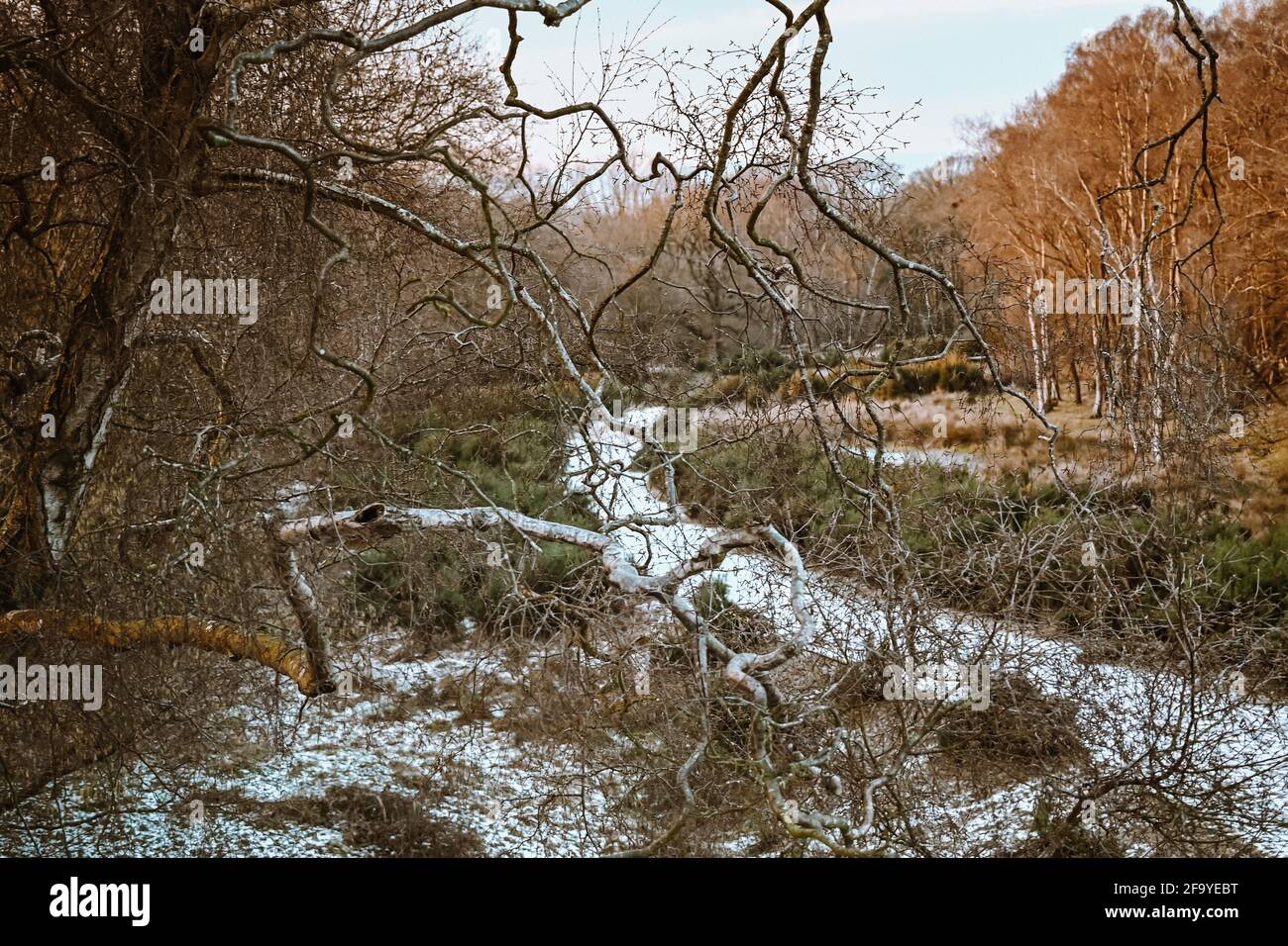 Un inverno gelido a piedi Foto Stock