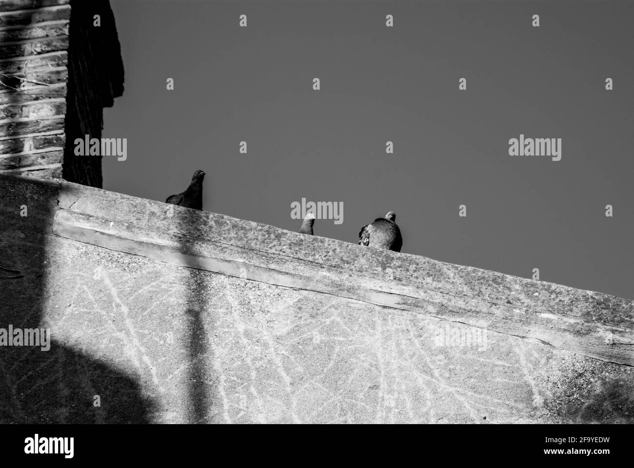 Tre piccioni ferali (Columba livia domestica) che sbirciano sul bordo di un tetto. REGNO UNITO B&W Foto Stock