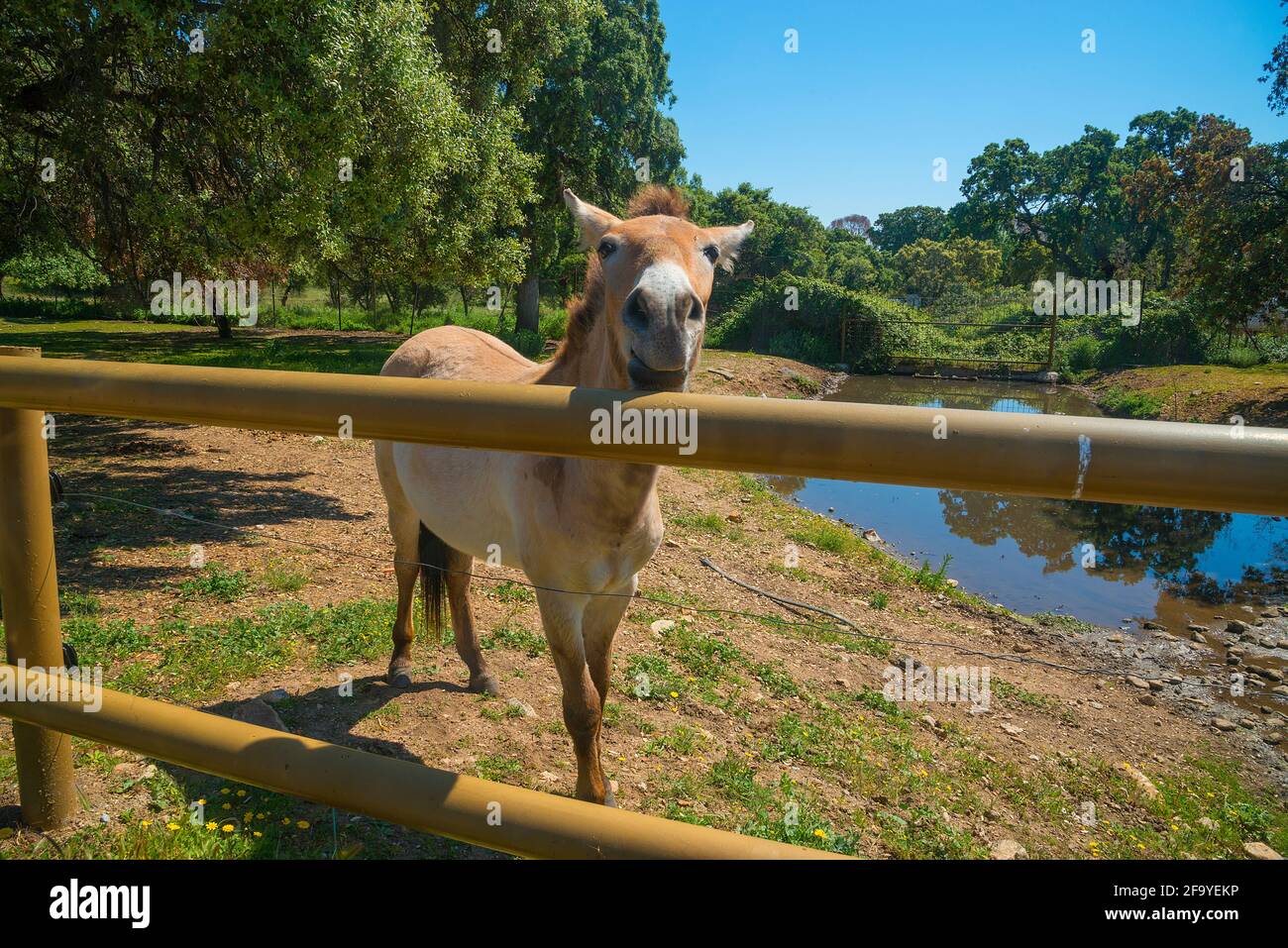 Przewalski cavallo. Safari Madrid, Aldea del Fresno, provincia di Madrid, Spagna. Foto Stock