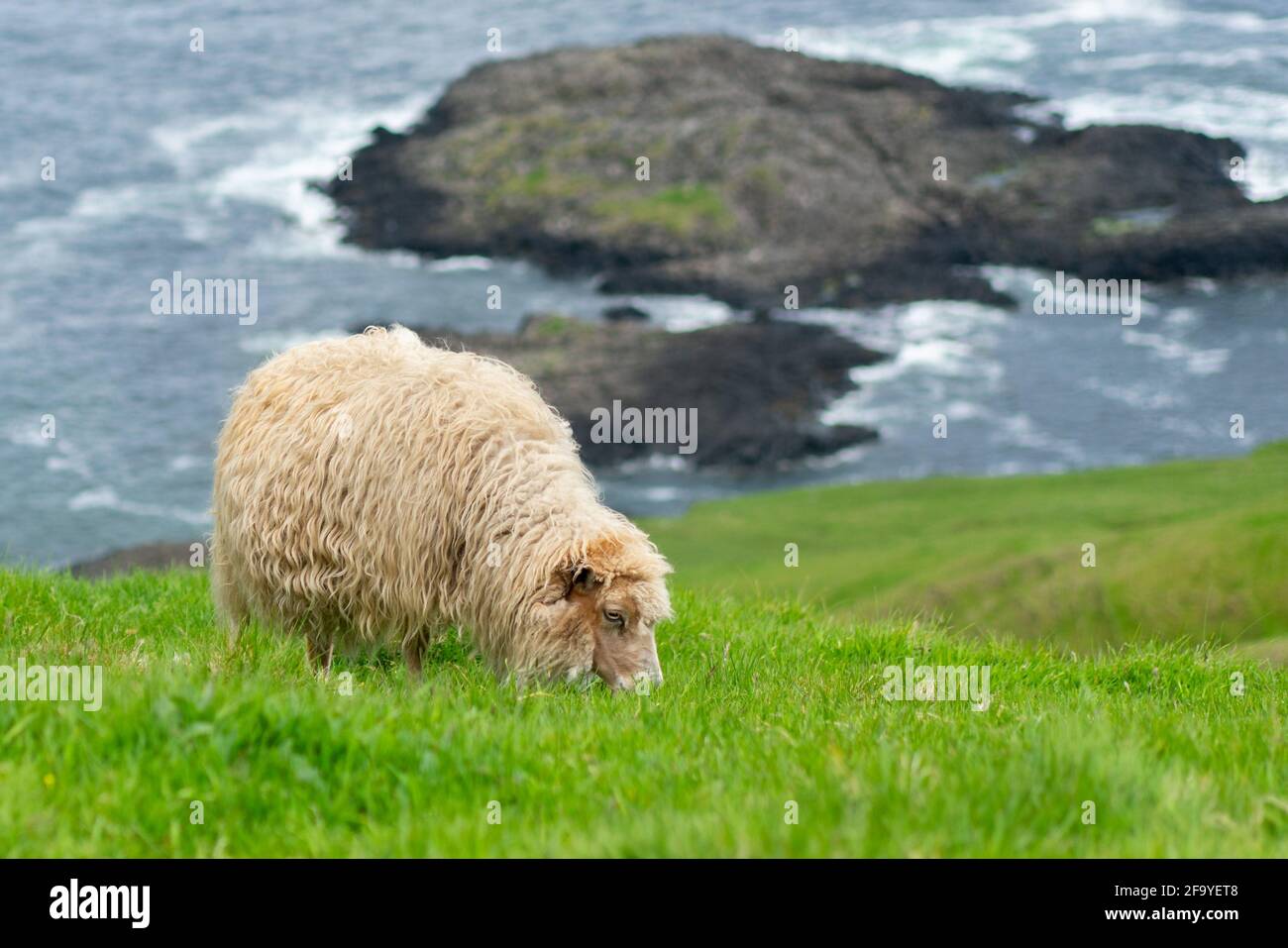 Pecore che si nutrono sull'erba con oceano e roccia sullo sfondo. Animali domestici delle Isole Faroe. Foto Stock