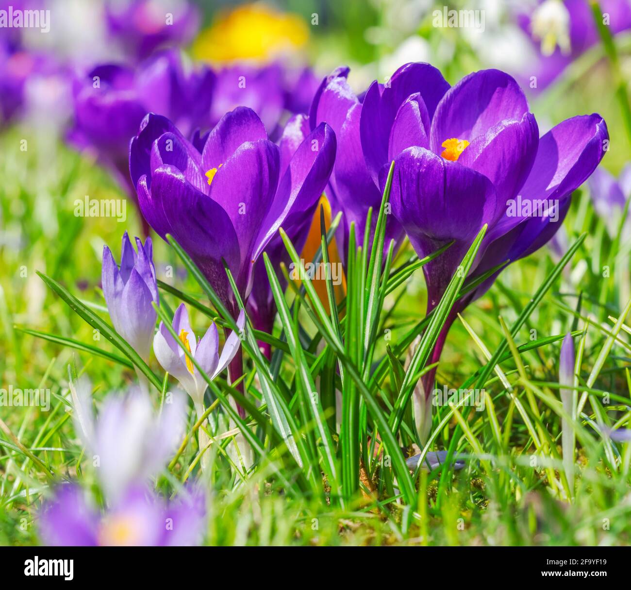 Fiorente prato primaverile con vari fiori di croco Foto Stock