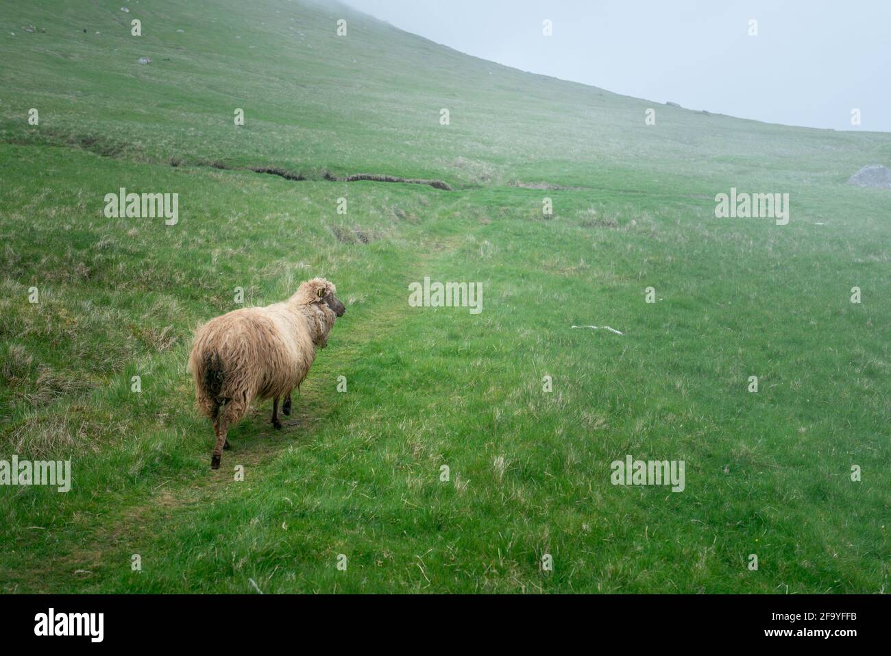 Pecora faroese gialla cammina lungo uno stretto sentiero nella nebbia in una giornata fredda, nuvolosa, nebbiosa a Kalsoy, Isole Faroe. Foto Stock