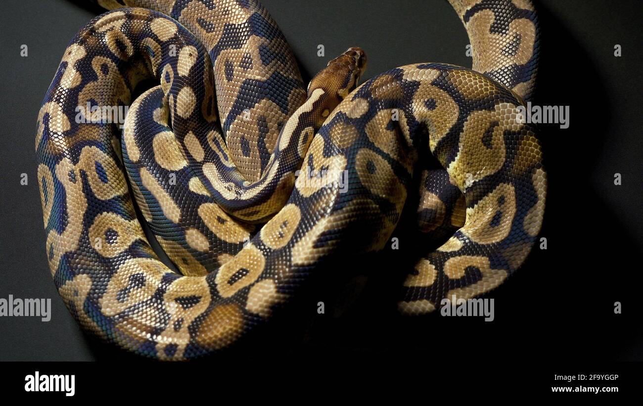 Metraggio di python reale palla su sfondo scuro Foto Stock