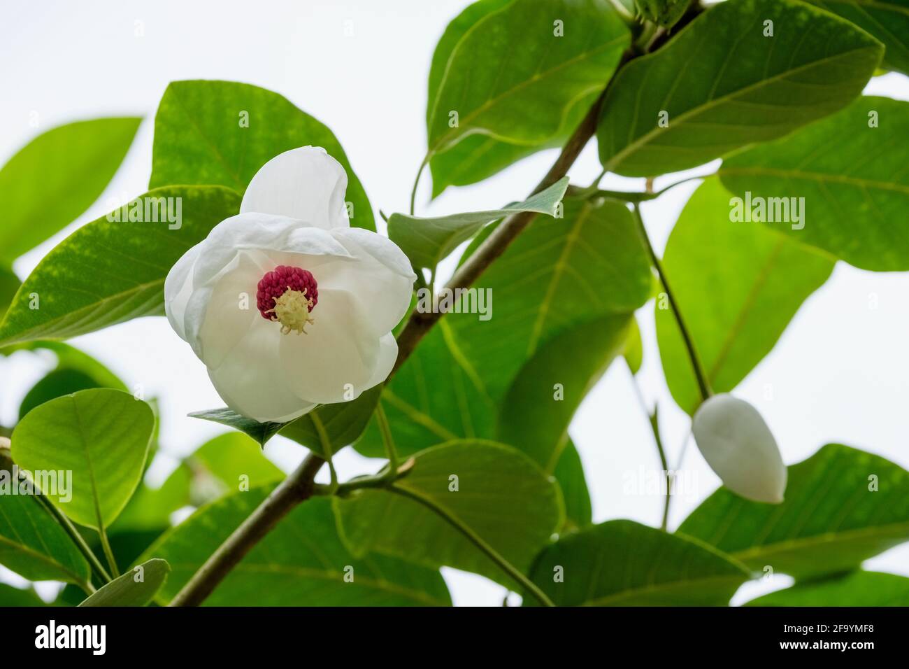 Magnolia sieboldii "Colossus". Magnolia "Colossus". Petali bianchi con boss rosso profondo di resistenza Foto Stock