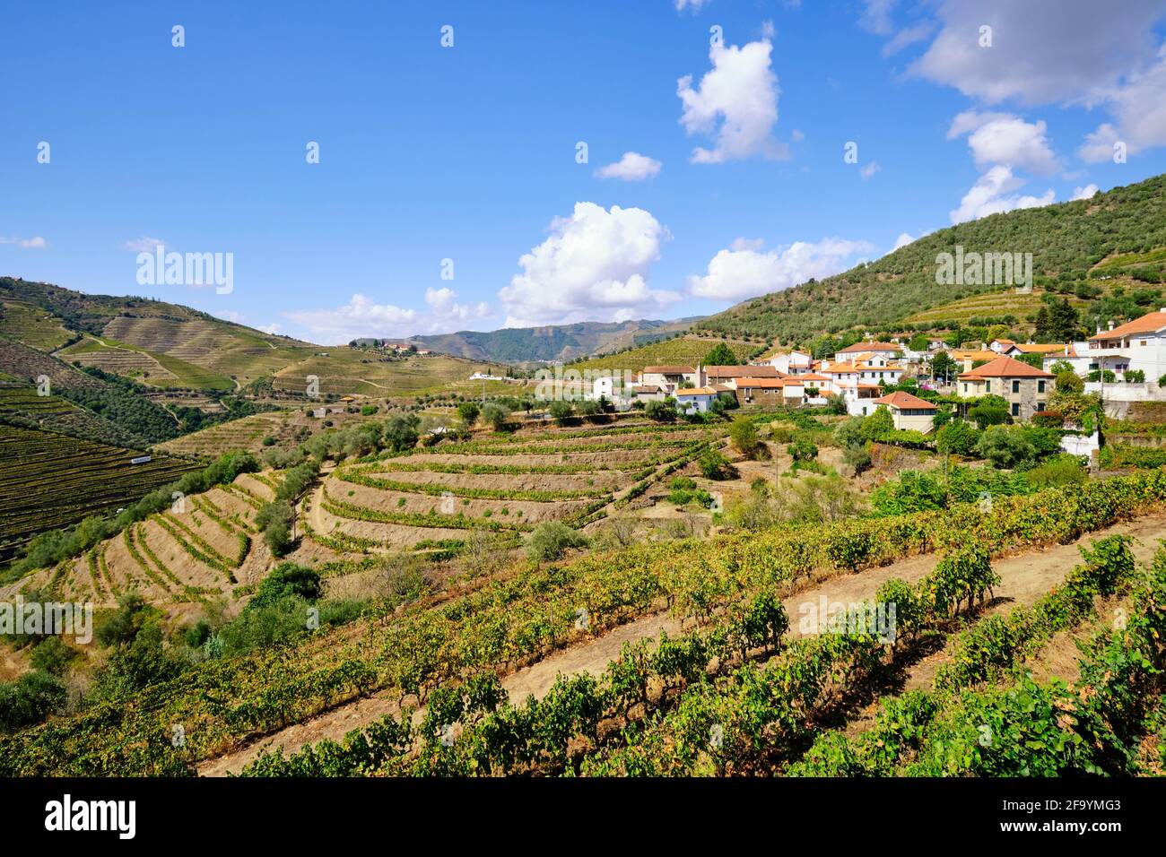 Vigneti terrazzati a vale do Rio Torto, Casais do Douro. Alto Douro, un sito patrimonio dell'umanità dell'UNESCO. Portogallo Foto Stock