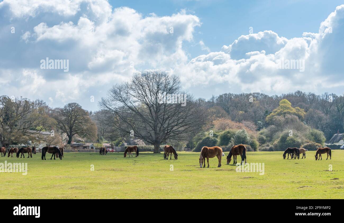 Ponies a Woodgreen Common, New Forest, UK Foto Stock
