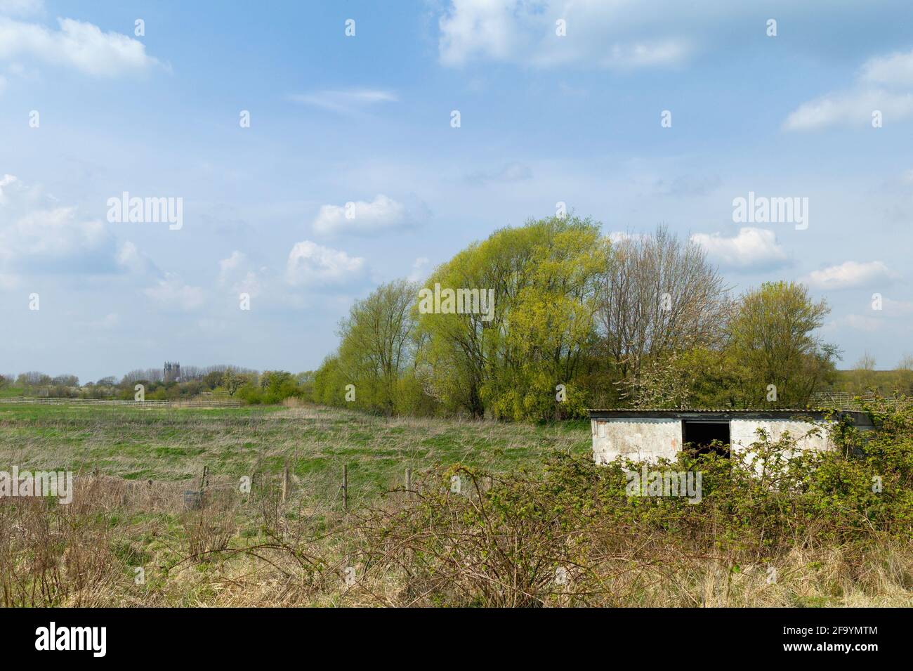 I terreni agricoli hanno lasciato il fiabio con erbe e alberi che si sono sboccati in foglie con il campanile della chiesa all'orizzonte in primavera lungo la Minster Way. Beverley, Yorkshire, Regno Unito. Foto Stock