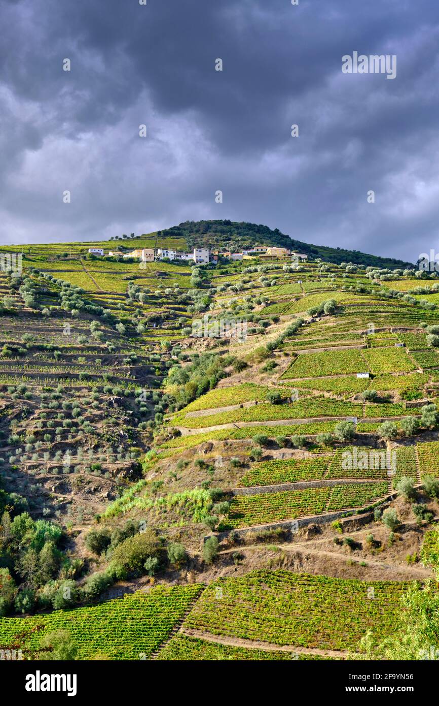 Vigneti terrazzati ad Alvacoes do Tanha, peso da Régua. Alto Douro, un sito patrimonio mondiale dell'UNESCO. Portogallo Foto Stock