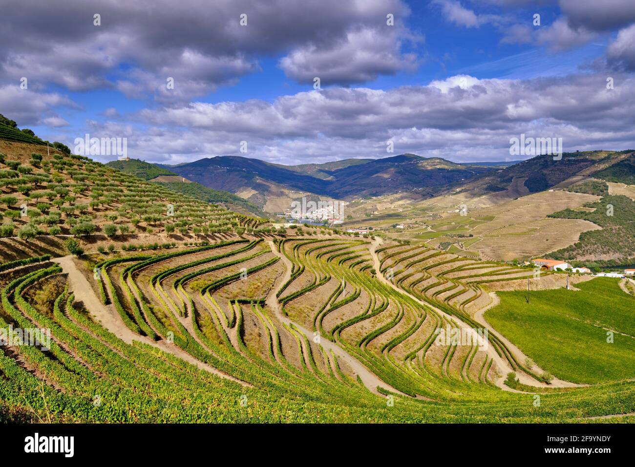 I vigneti terrazzati di Quinta de Ventozelo e il fiume Douro a Ervedosa do Douro, durante la stagione della vendemmia. Alto Douro, un mondo UNESCO H Foto Stock