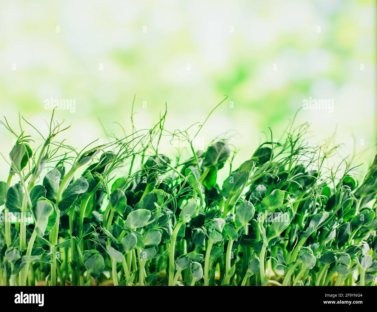 primo piano su micrograni di piselli germogliati su uno sfondo di verde Foto Stock