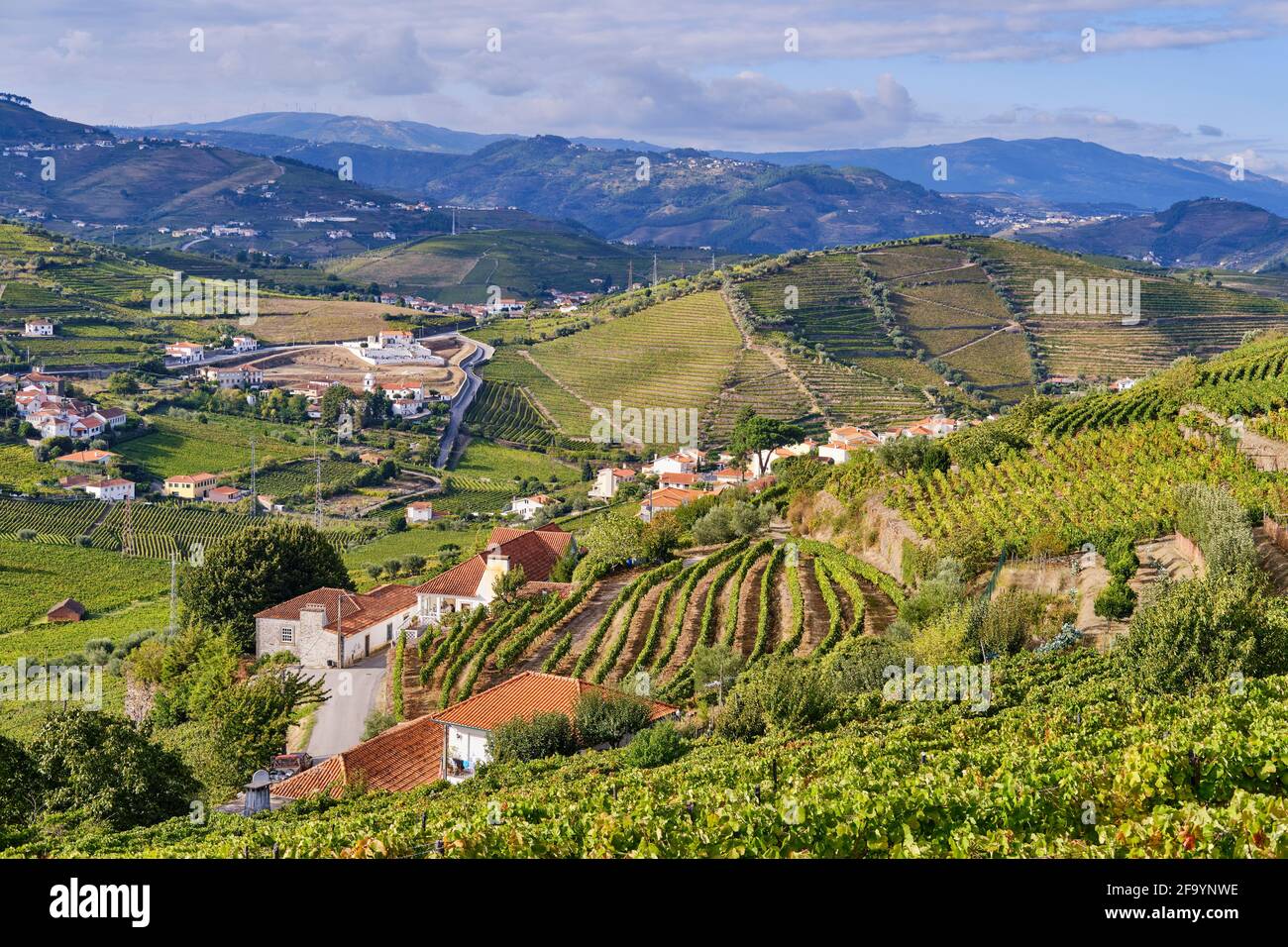 I vigneti terrazzati di Sao Joao de Lobrigos, Alto Douro, un sito patrimonio mondiale dell'UNESCO. Portogallo Foto Stock