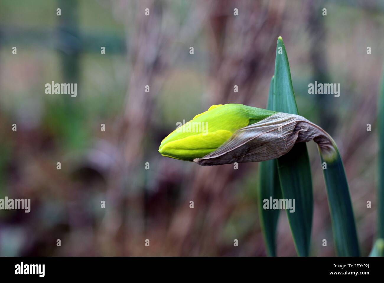 Scena di primo piano con il borghese narciso Foto Stock