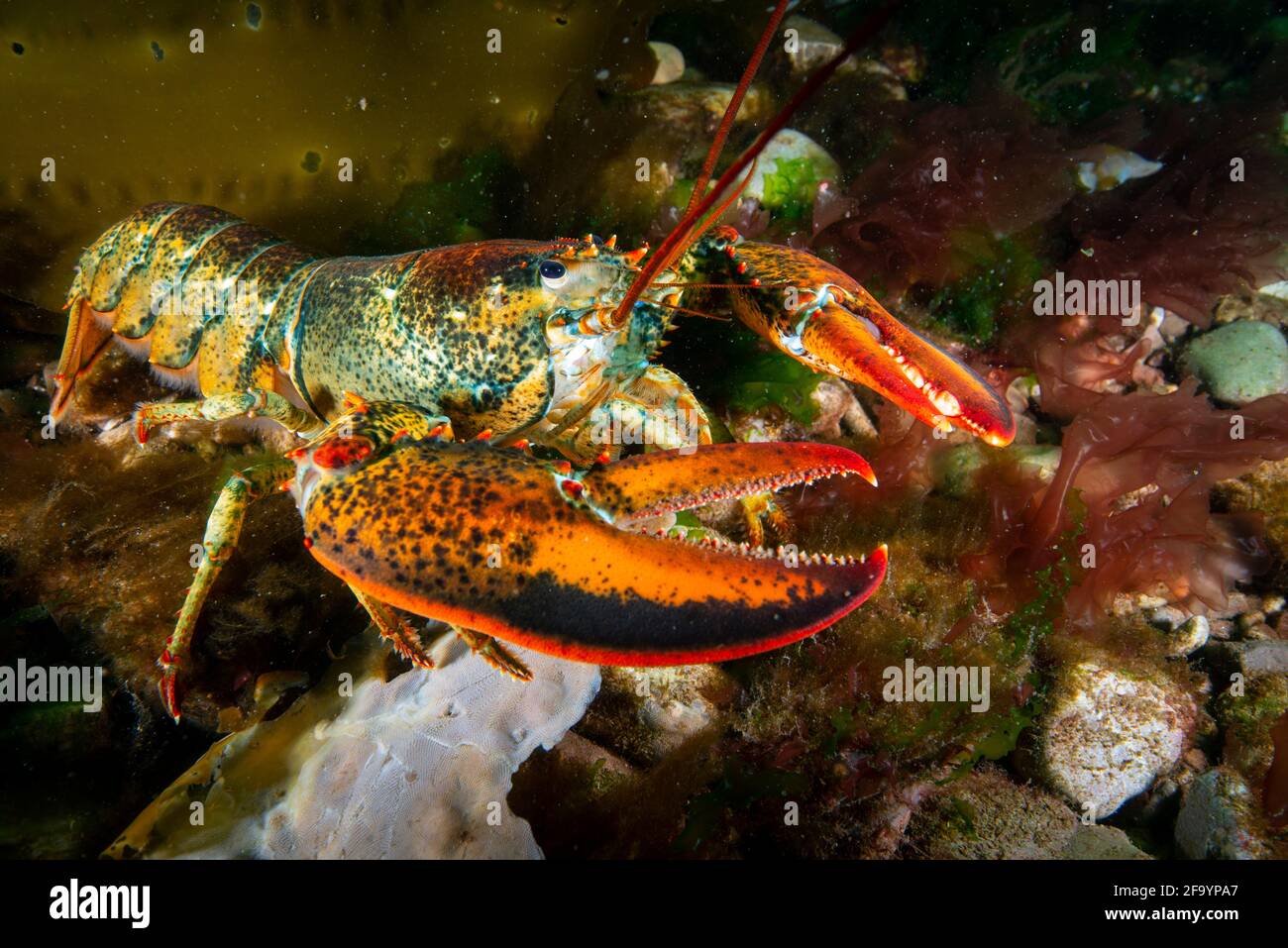 Aragosta americana foraggio subacqueo per cibo su fondo roccioso. Foto Stock