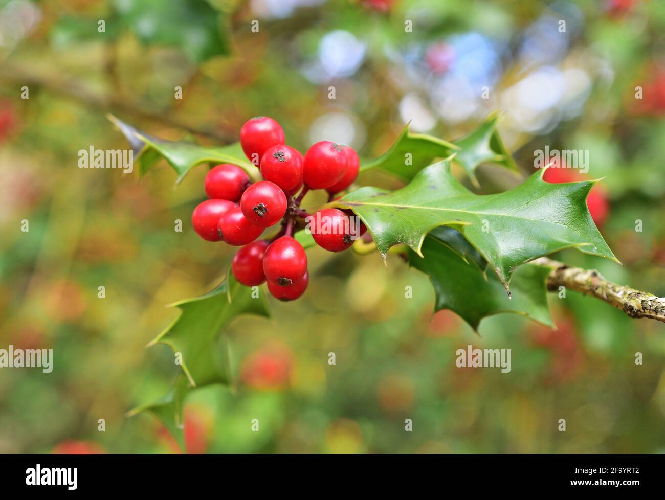 Ilex aquifolium, il comune agrifoglio europeo utilizzato nelle decorazioni e nelle carte natalizie Foto Stock