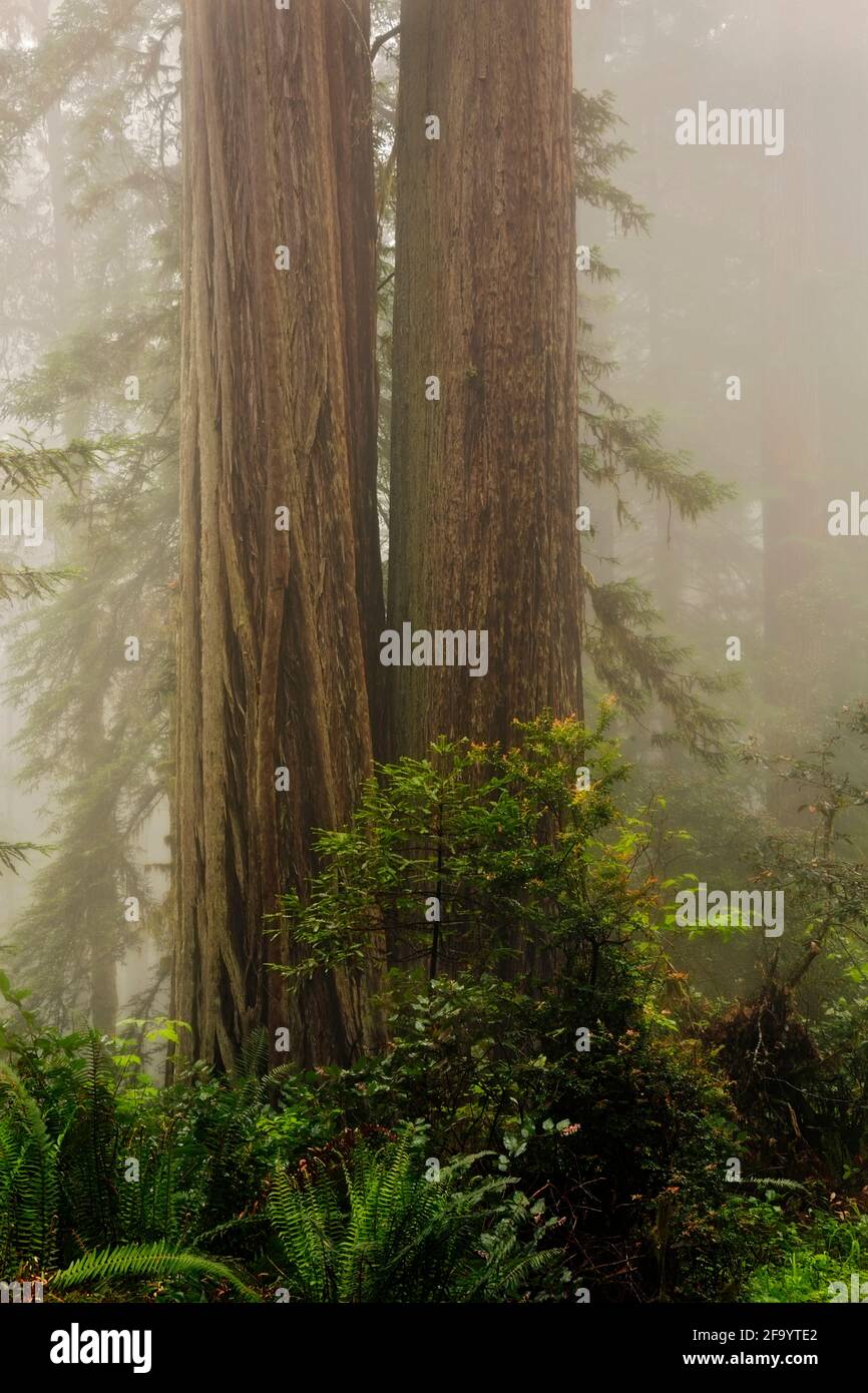 CA03685-00...CALIFORNIA - grandi alberi di sequoia e un giorno di nebbia a Lady Bird Johnson Grove in Redwoods National Park. Foto Stock