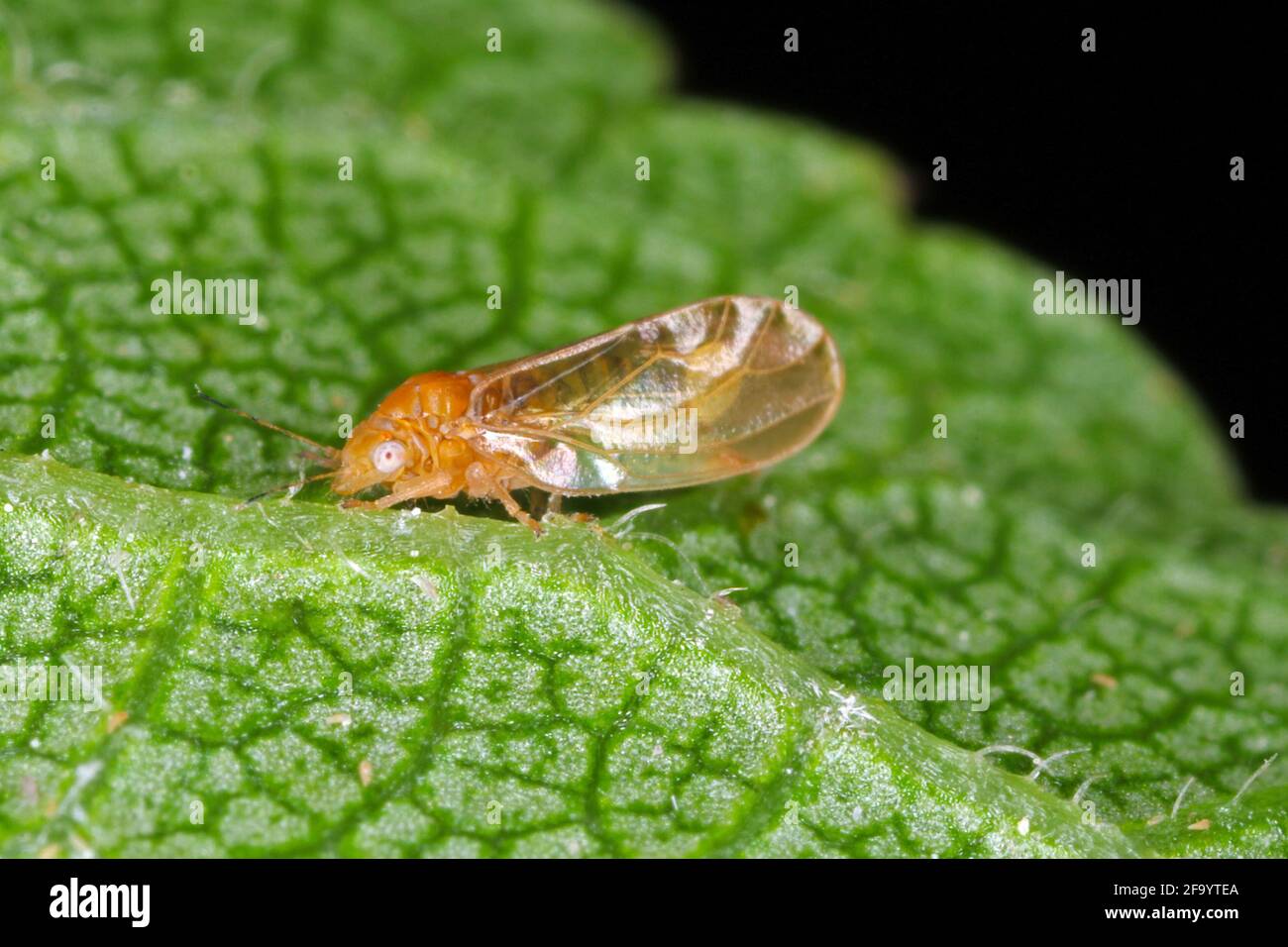 Psylla Psyllidae su foglia di pianta. Foto Stock