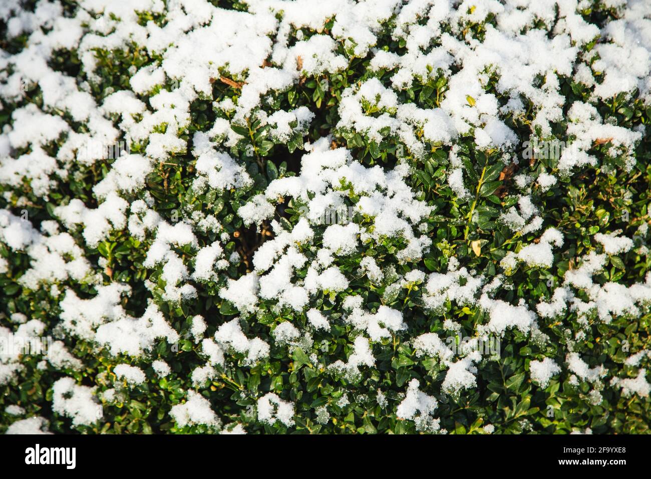 Albero di bosso coperto di neve. Messa a fuoco selettiva. Foto invernale a febbraio. La foto può essere utilizzata come sfondo completo. Foto Stock