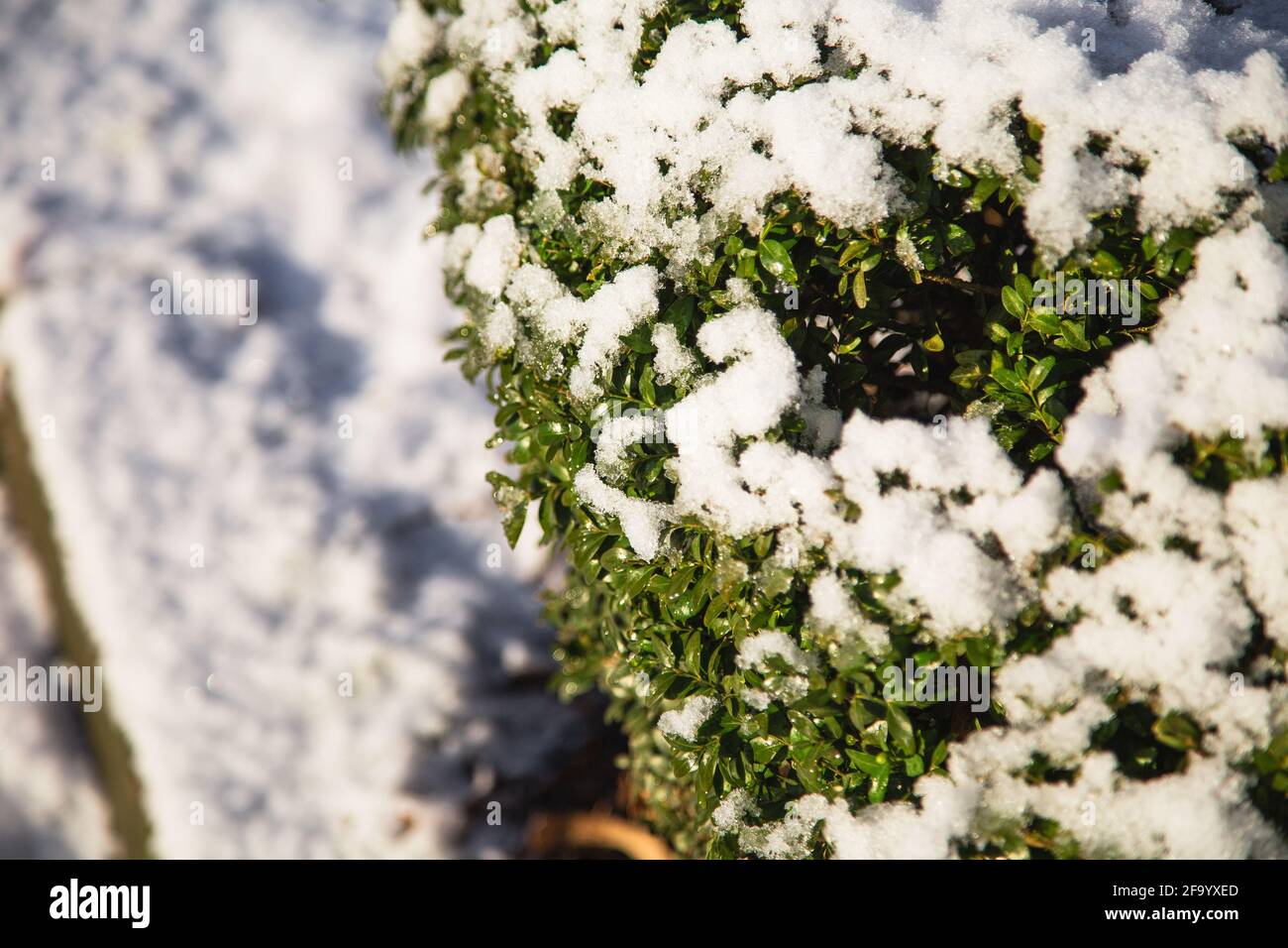 Albero di bosso coperto di neve. Messa a fuoco selettiva. Foto invernale a febbraio. La foto può essere utilizzata come sfondo completo. Foto Stock