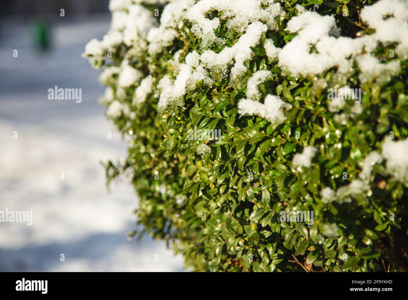 Albero di bosso coperto di neve. Messa a fuoco selettiva. Foto invernale a febbraio. La foto può essere utilizzata come sfondo completo. Foto Stock