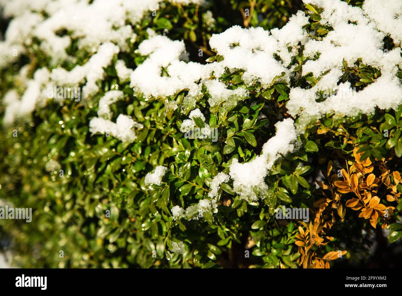 Albero di bosso coperto di neve. Messa a fuoco selettiva. Foto invernale a febbraio. La foto può essere utilizzata come sfondo completo. Foto Stock