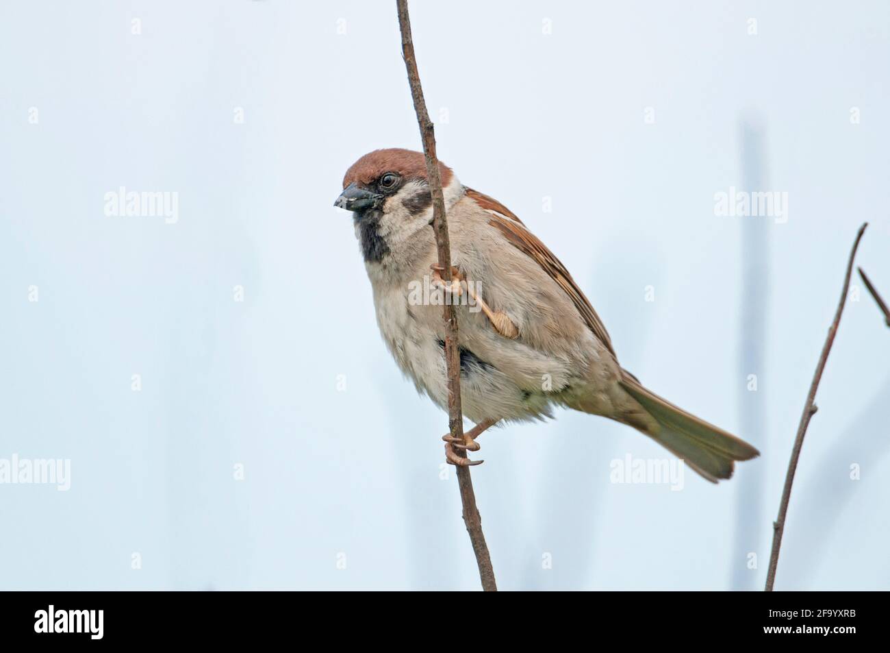 Eurasian tree sparrow (Passer montanus) Foto Stock