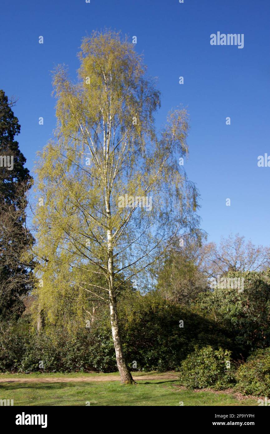 Immagine di un unico albero di betulla argentata con fogliame in primavera contro il cielo blu Foto Stock